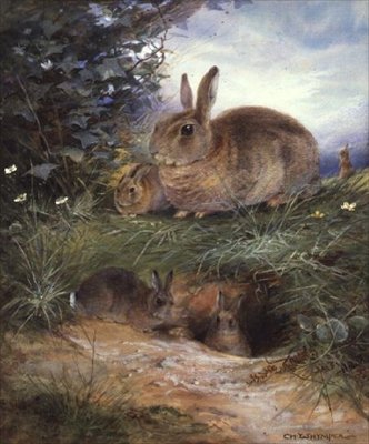 Coelhos por um Burrow de Charles Whymper