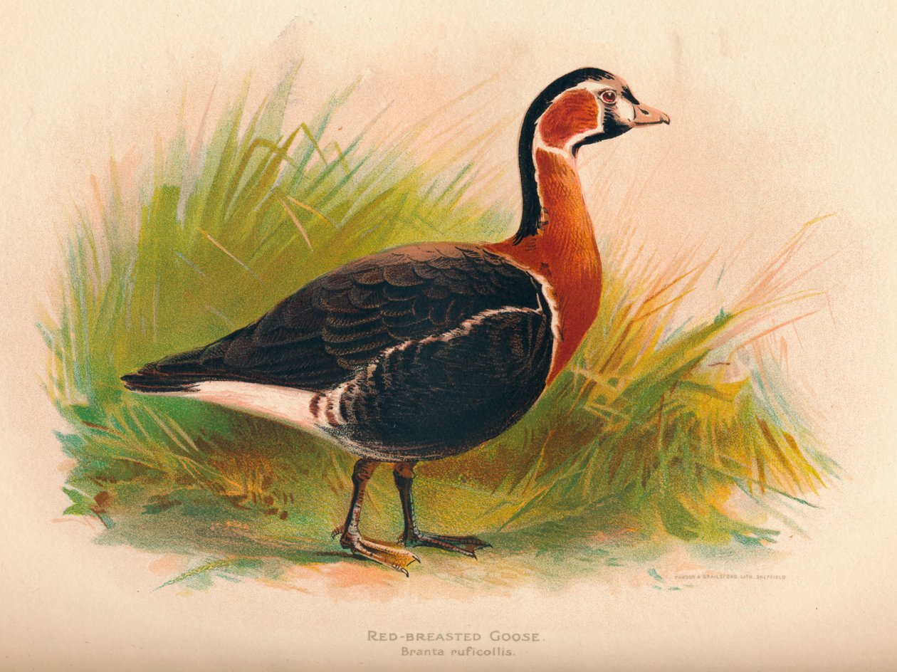 Ganso-de-peito-branco Branta ruficollis, 1900, 1900 de Charles Whymper