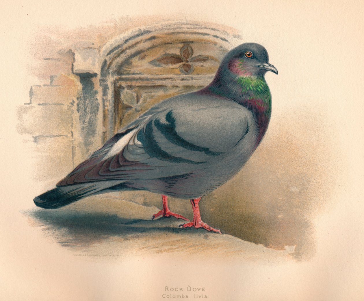 Pomba da rocha Columba livia, c1900, 1900 de Charles Whymper