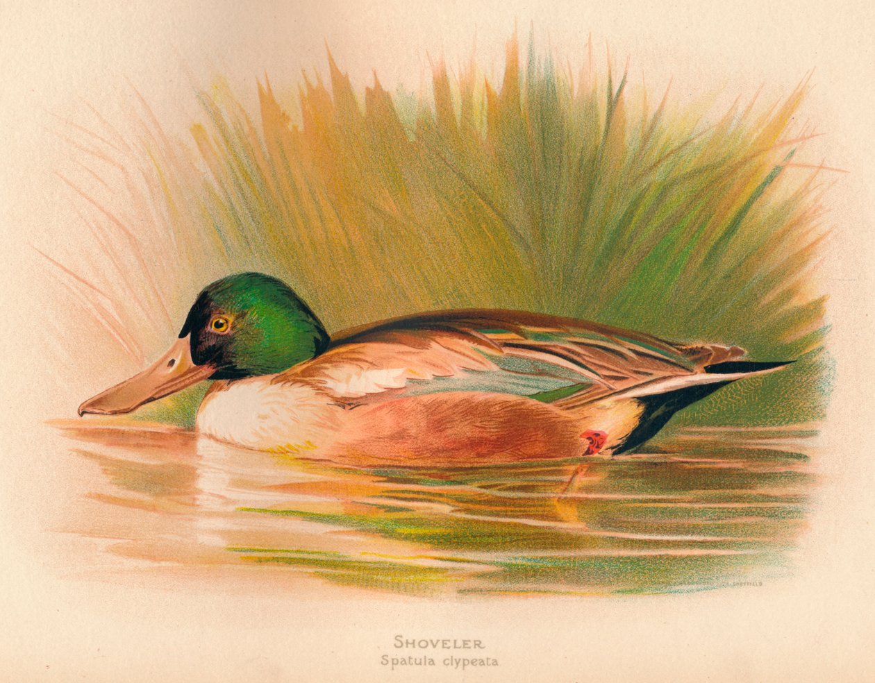 Pás-de-espátula clypeata, 1900, 1900 de Charles Whymper