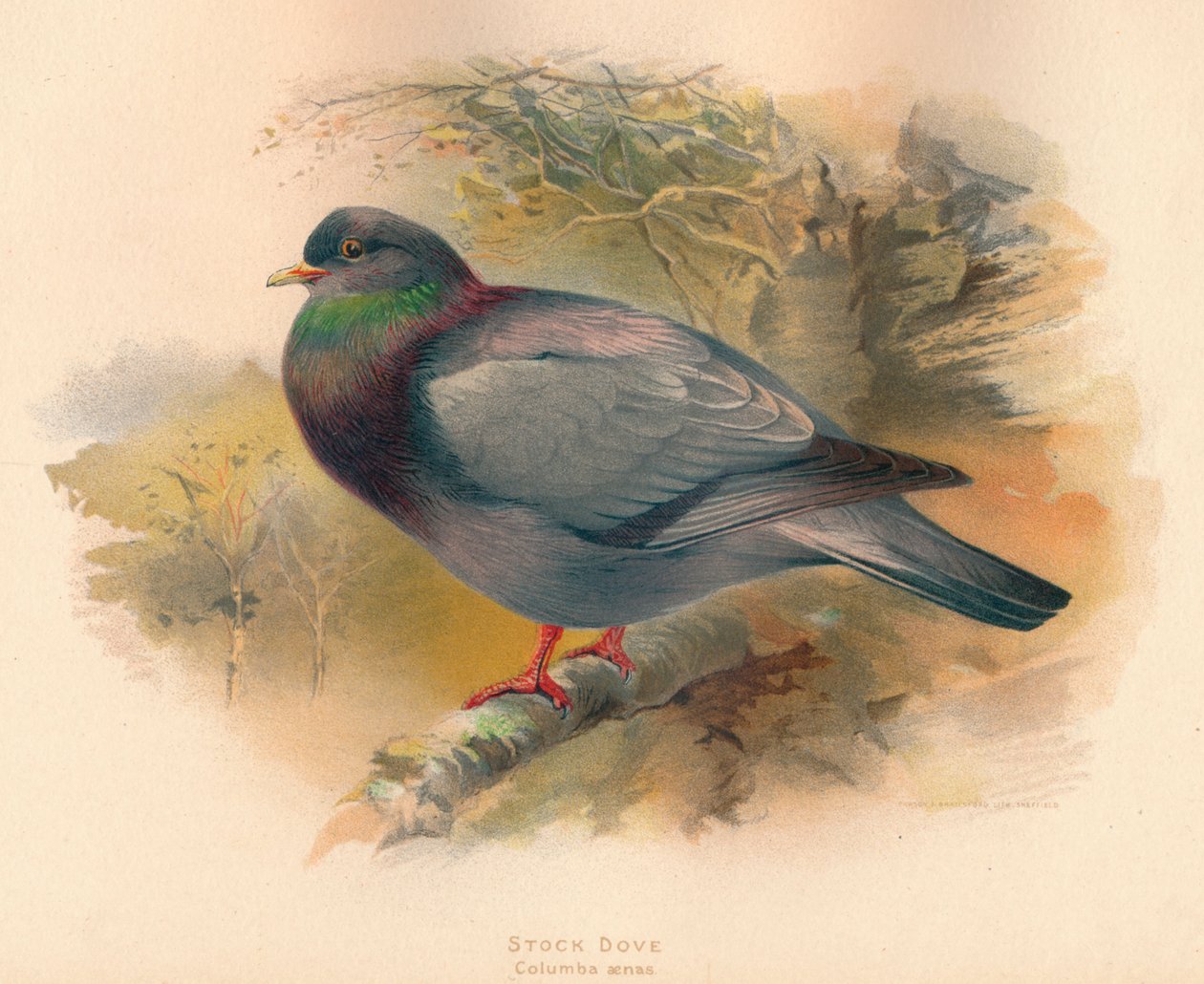Pomba conservada em estoque Columba aenas, 1900, 1900 de Charles Whymper