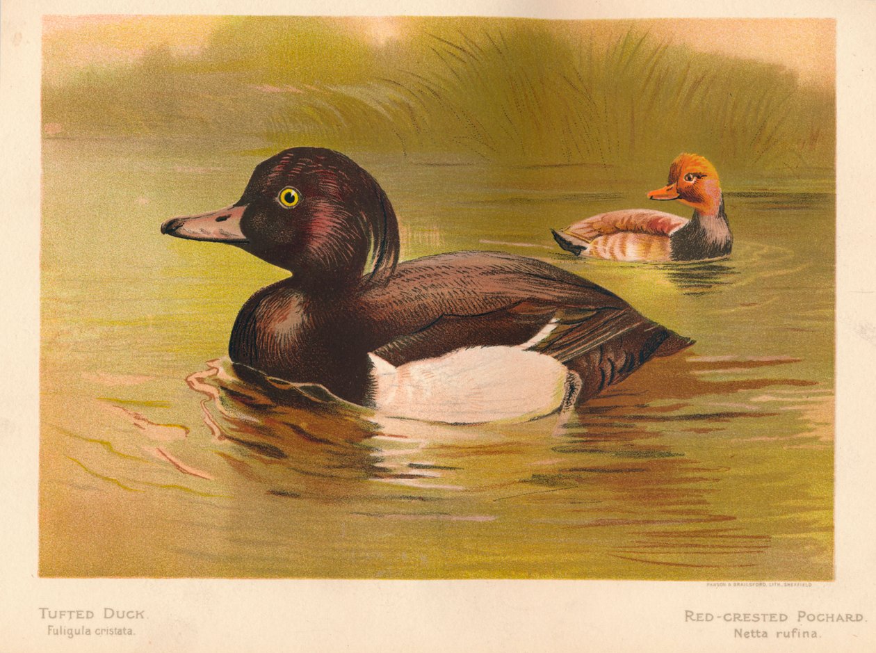 Tufted Duck Fuligata cristata, larro de crista vermelha Netta rufina, 1900, 1900 de Charles Whymper
