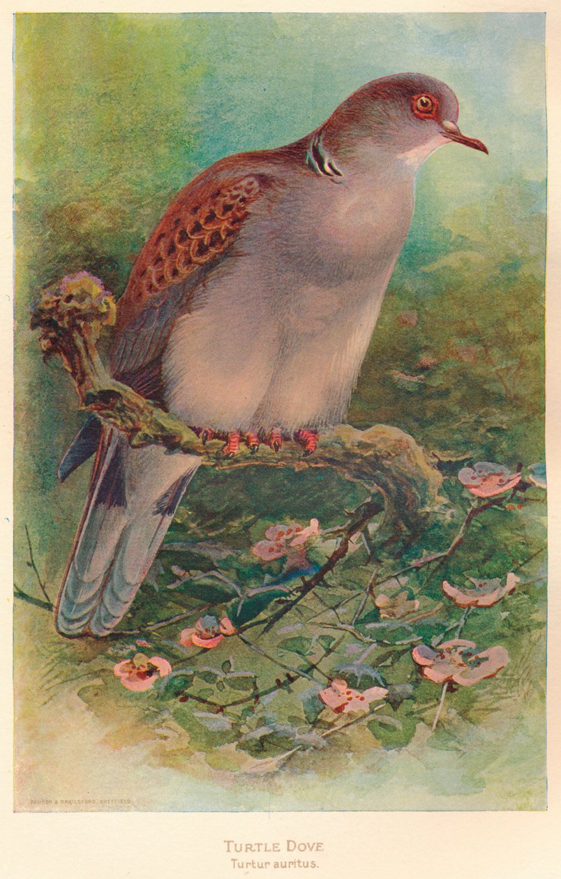 Turtle Dove Turtle anritns, 1900, 1900 de Charles Whymper