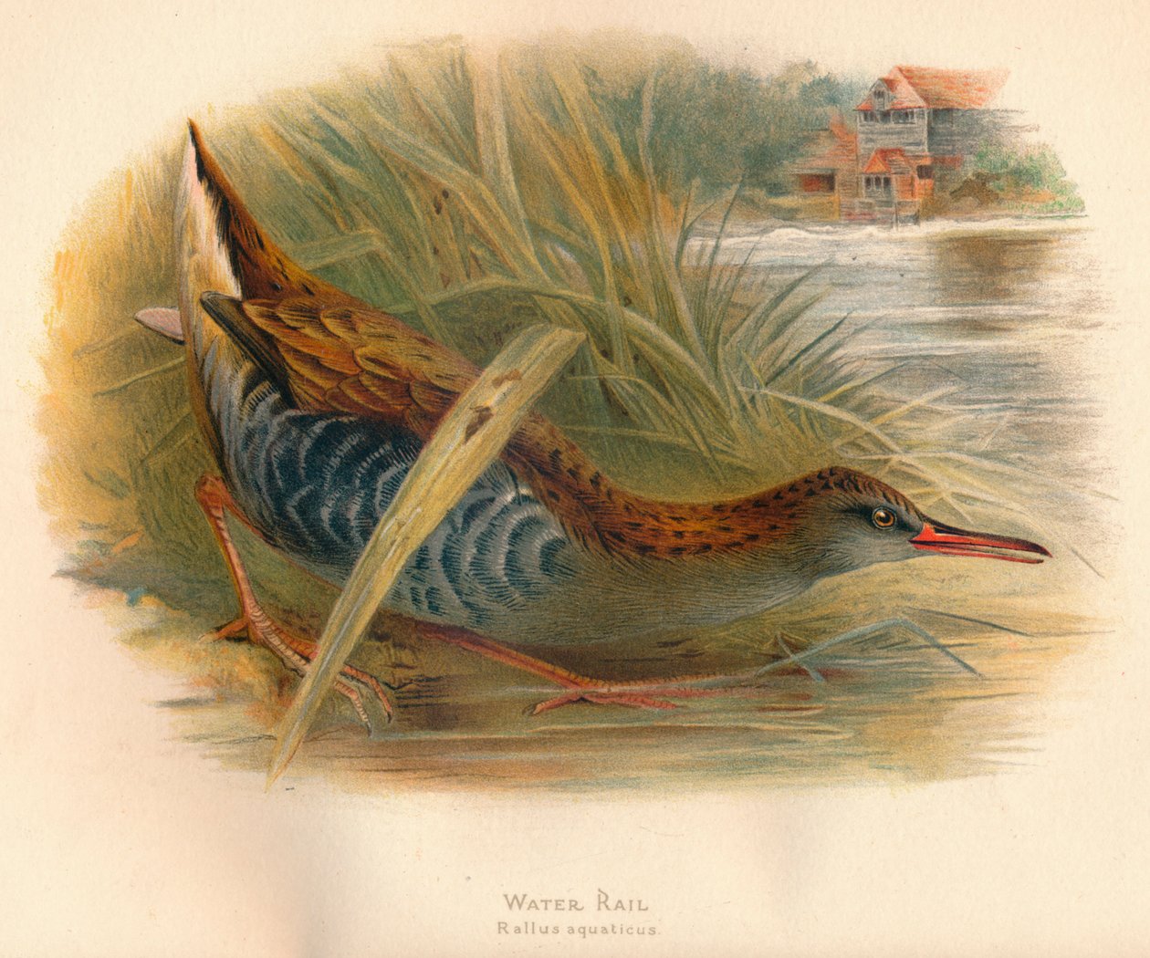 Trilho de água Rallus aquaticus, 1900, 1900 de Charles Whymper