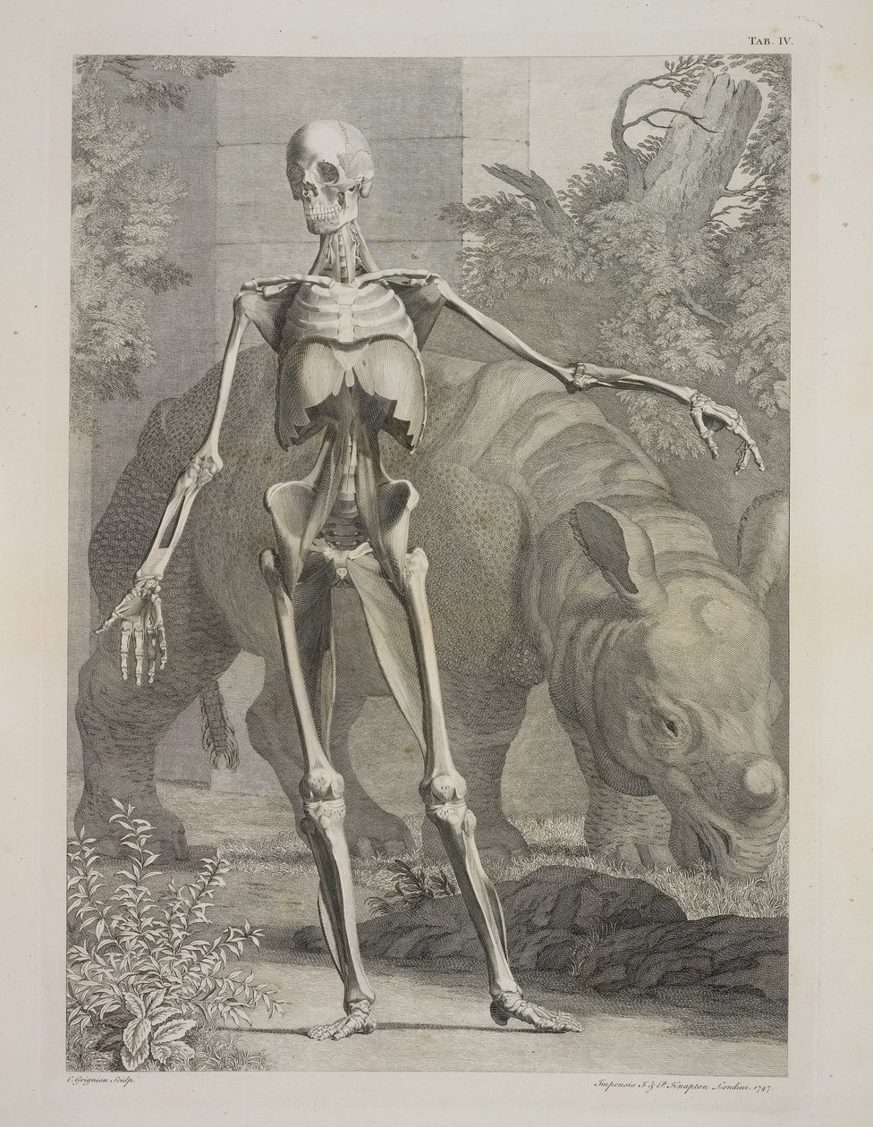 Esqueleto e Rinoceronte, Tabelas do Esqueleto e Músculos do Corpo Humano, de Bernhard Siegfried Albinus de Charles the Elder Grignion