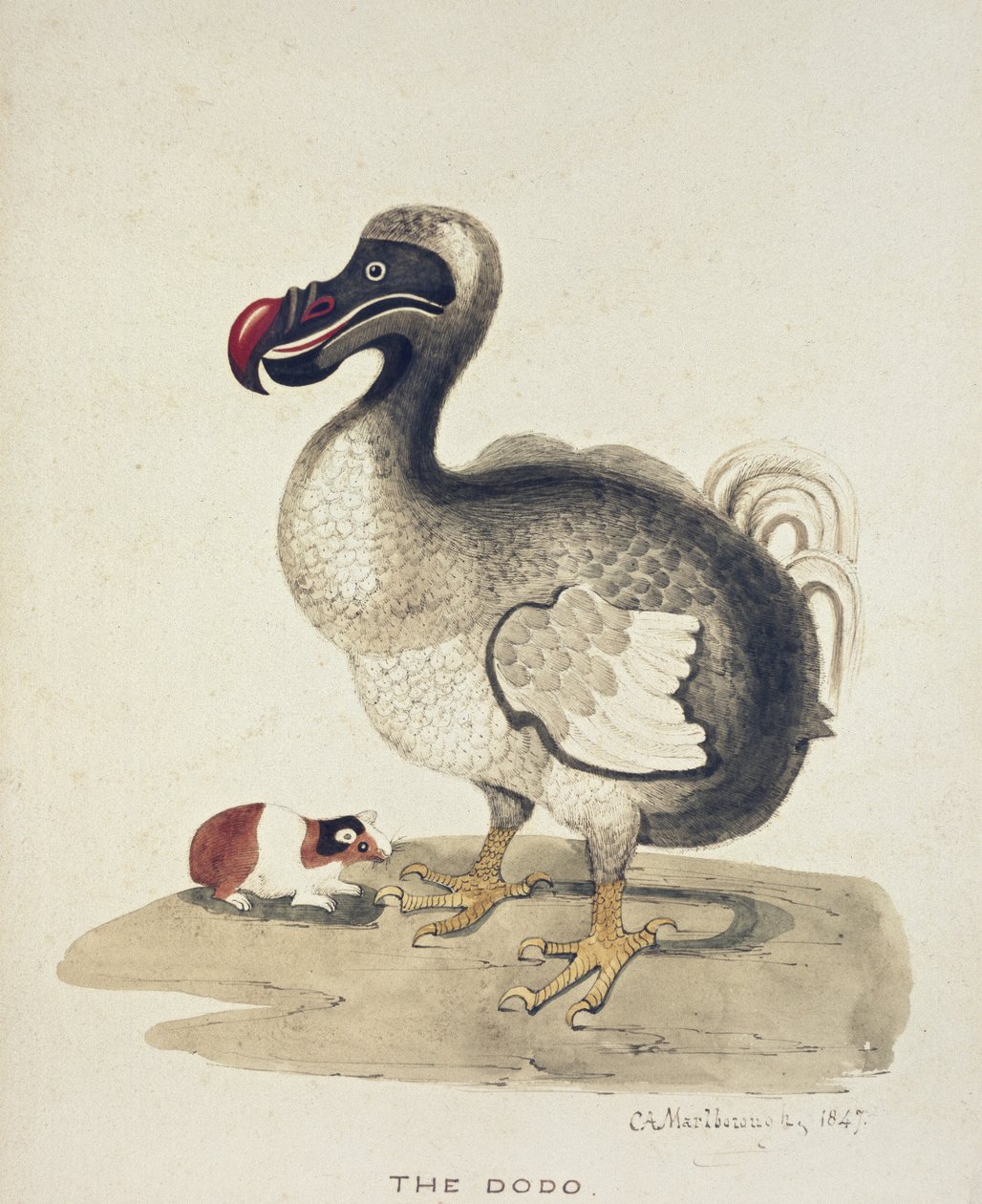 Estudo de um Dodo e uma cobaia, 1847 (aquarela com caneta e tinta sobre papel branco) de Charlotte Augusta Duchess of Marlborough Spencer Churchill