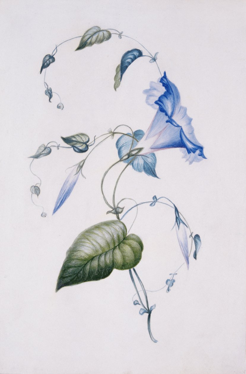 Convolvulus azul, 1832 (wc no papel) de Charlotte Bronte