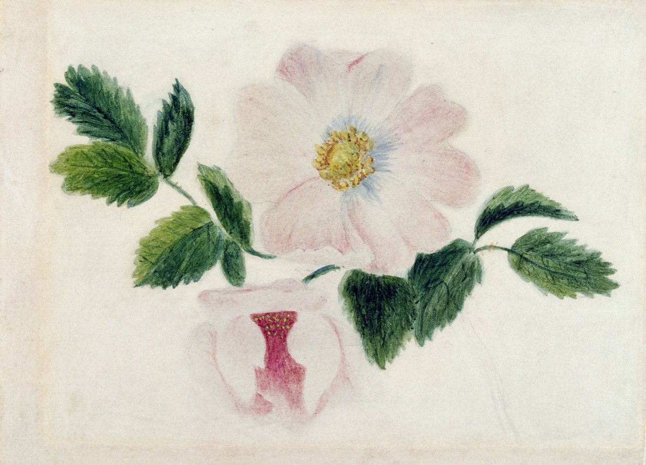 Rosas cor de rosa (wc no papel) de Charlotte Bronte