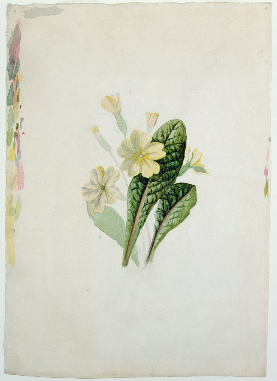 Estudo de uma prímula, c.1830 (wc no papel) de Charlotte Bronte