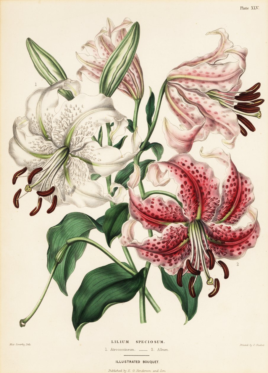 Variedades de lírios japoneses, Lilium specioseum de Charlotte Caroline Sowerby