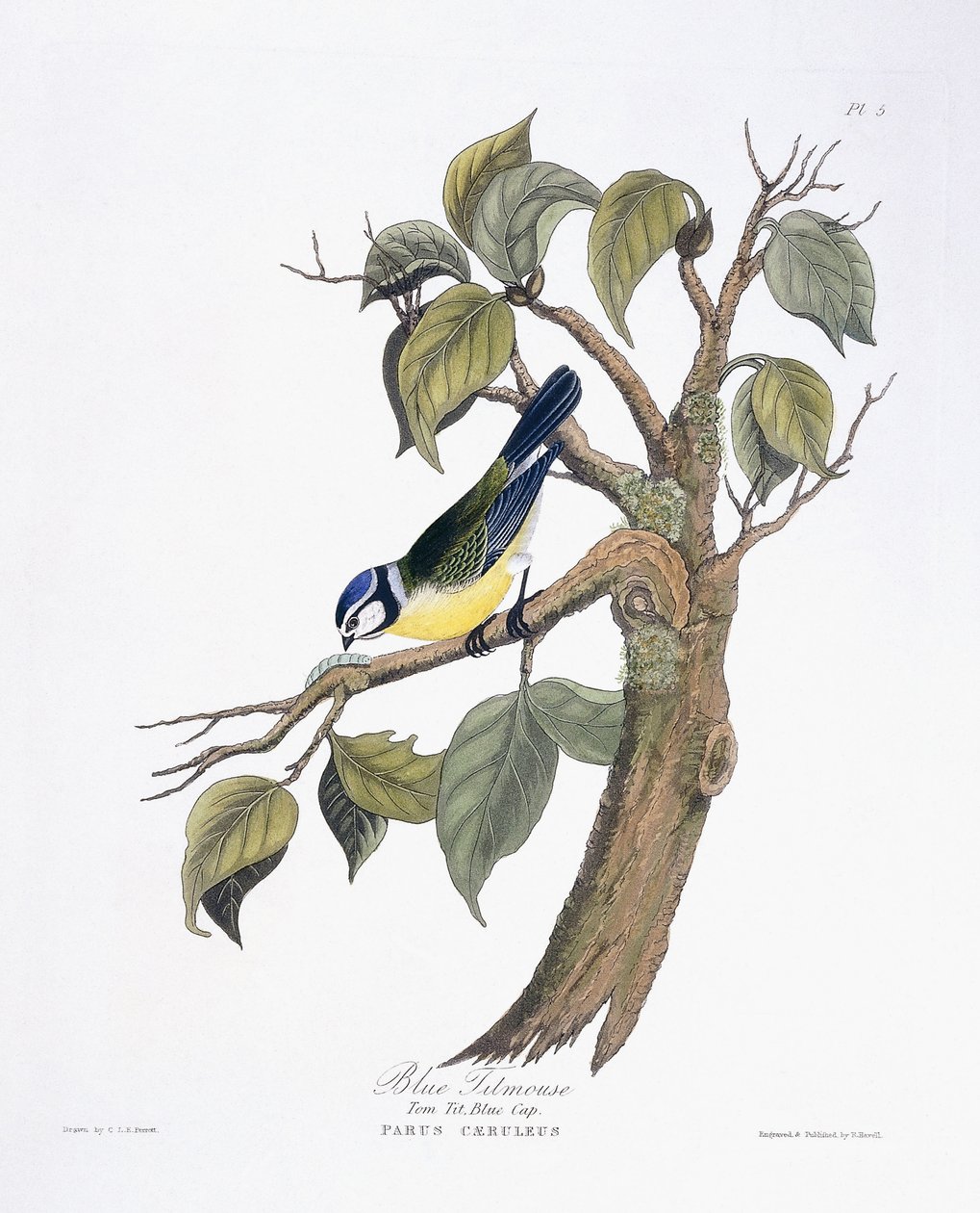 Titmouse azul de Charlotte L. E. Perrott