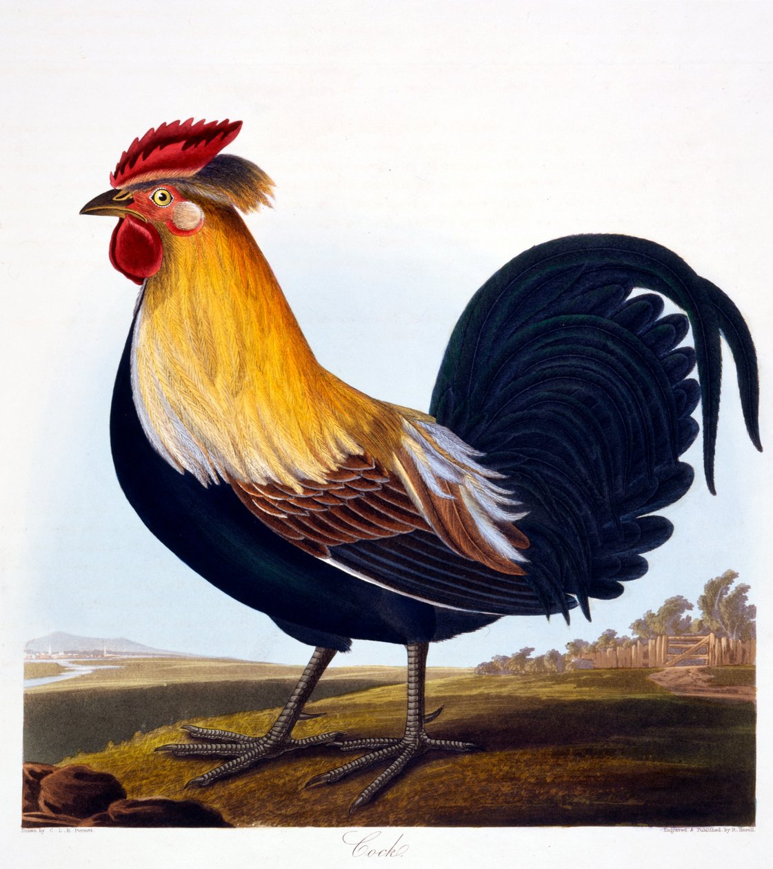Galo (Phasianus), gravado por Robert Havell, Jr (1793-1878), 1835 de Charlotte L. E. Perrott