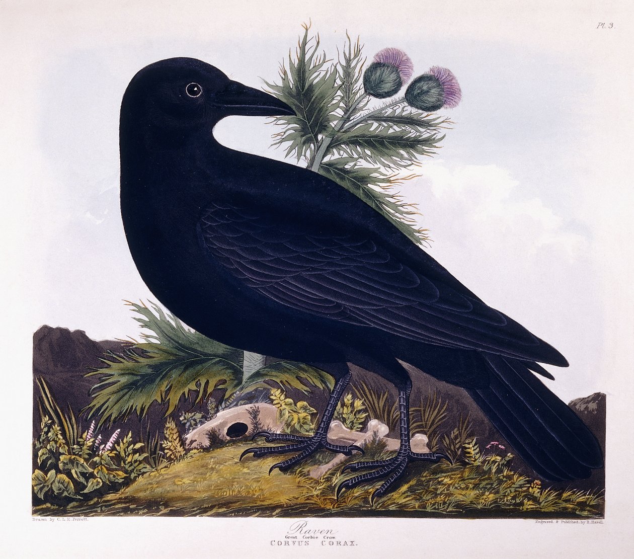 Corvo: Grande Corbie Corvo de Charlotte L. E. Perrott