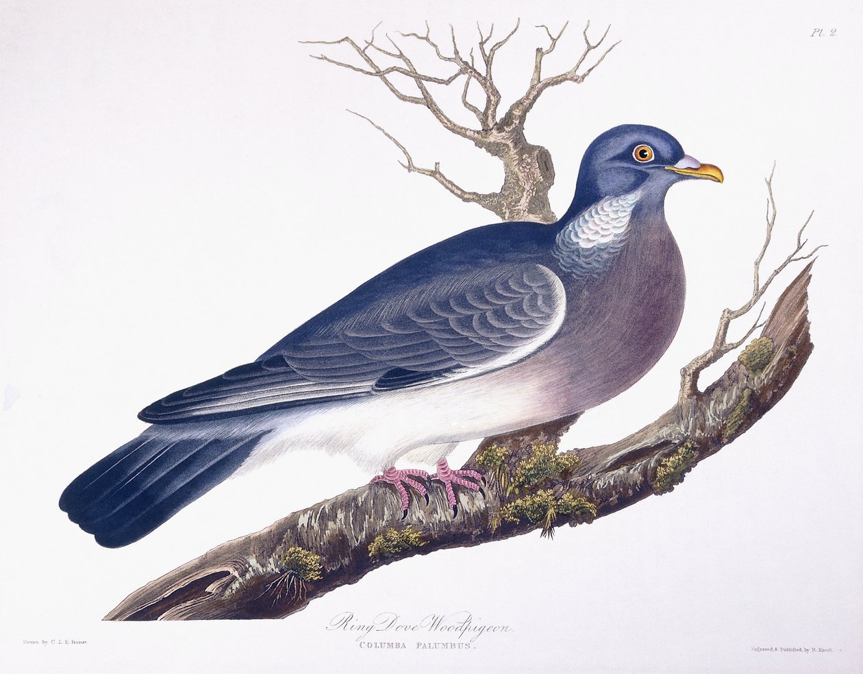 Pombo-da-pomba de Charlotte L. E. Perrott