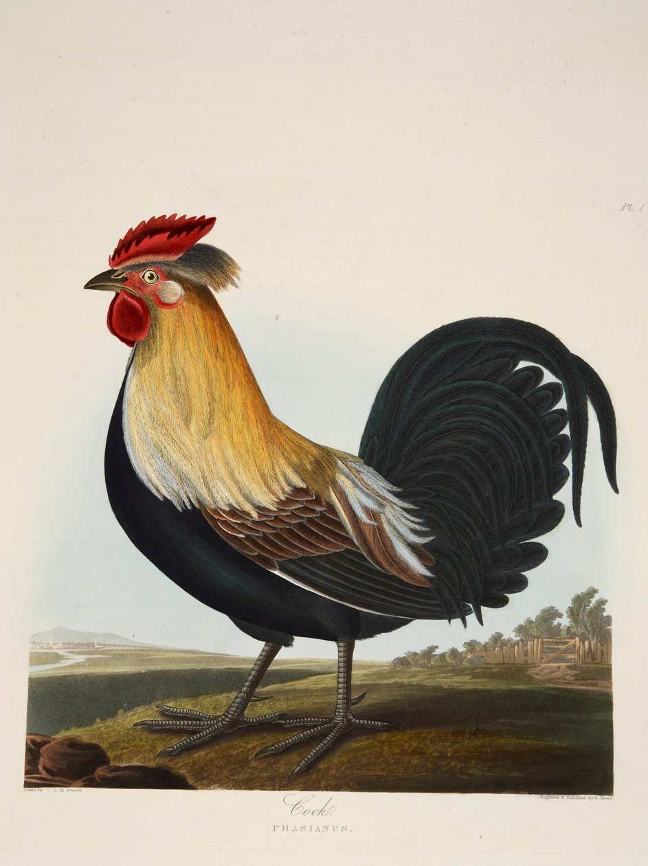Galo, Phasianus, pub. 1835 Gravura colorida à mão. de Charlotte Lousia Emily Perrott