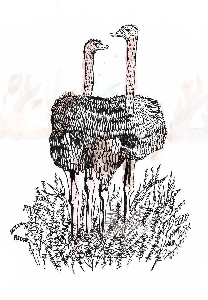 Flamingos, 2018 (caneta e tinta) de Charlotte Orr