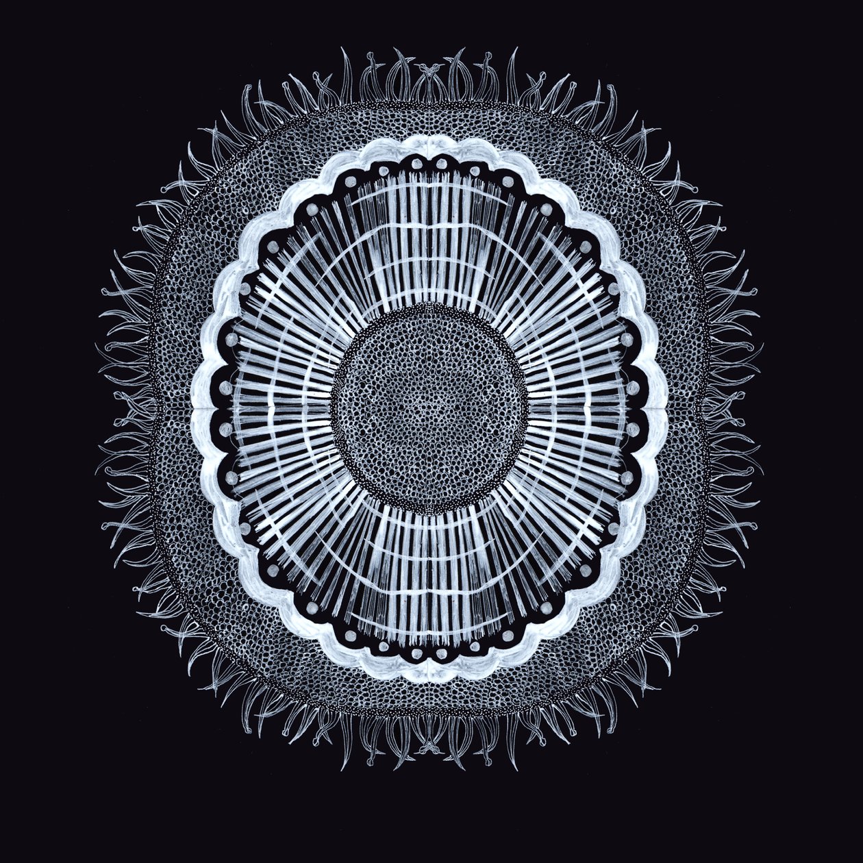 Plant Cell 0.2, 2019 (caneta e tinta) de Charlotte Orr