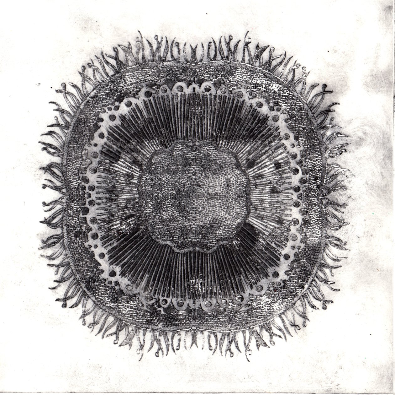 Células vegetais, 2019 (gravura de ponto seco) de Charlotte Orr