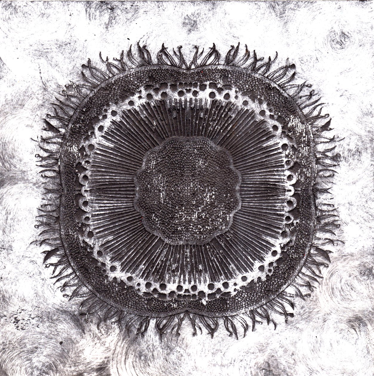 Células vegetais, 2019 (gravura de ponto seco) de Charlotte Orr