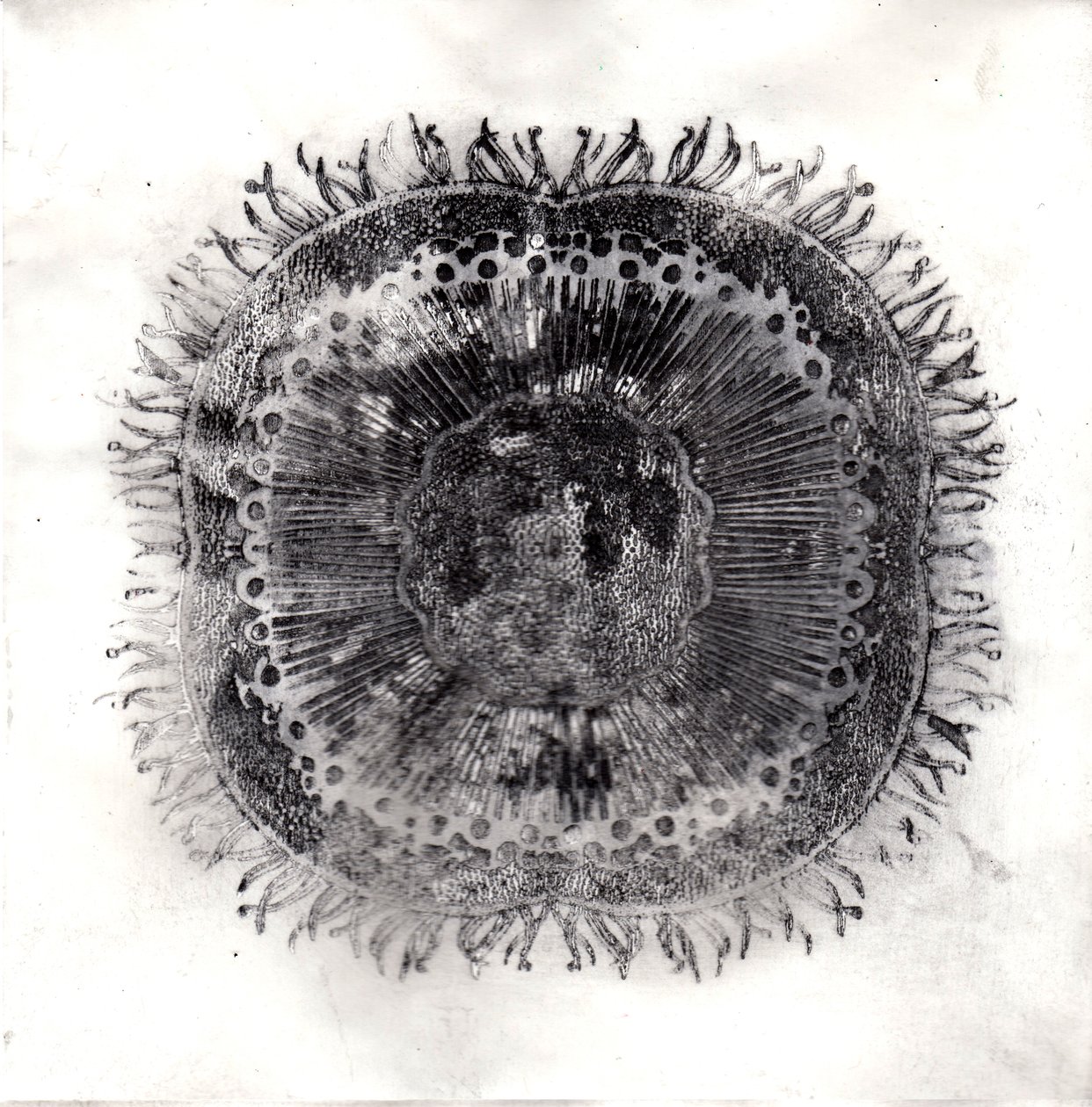 Células vegetais, 2019 (gravura de ponto seco) de Charlotte Orr