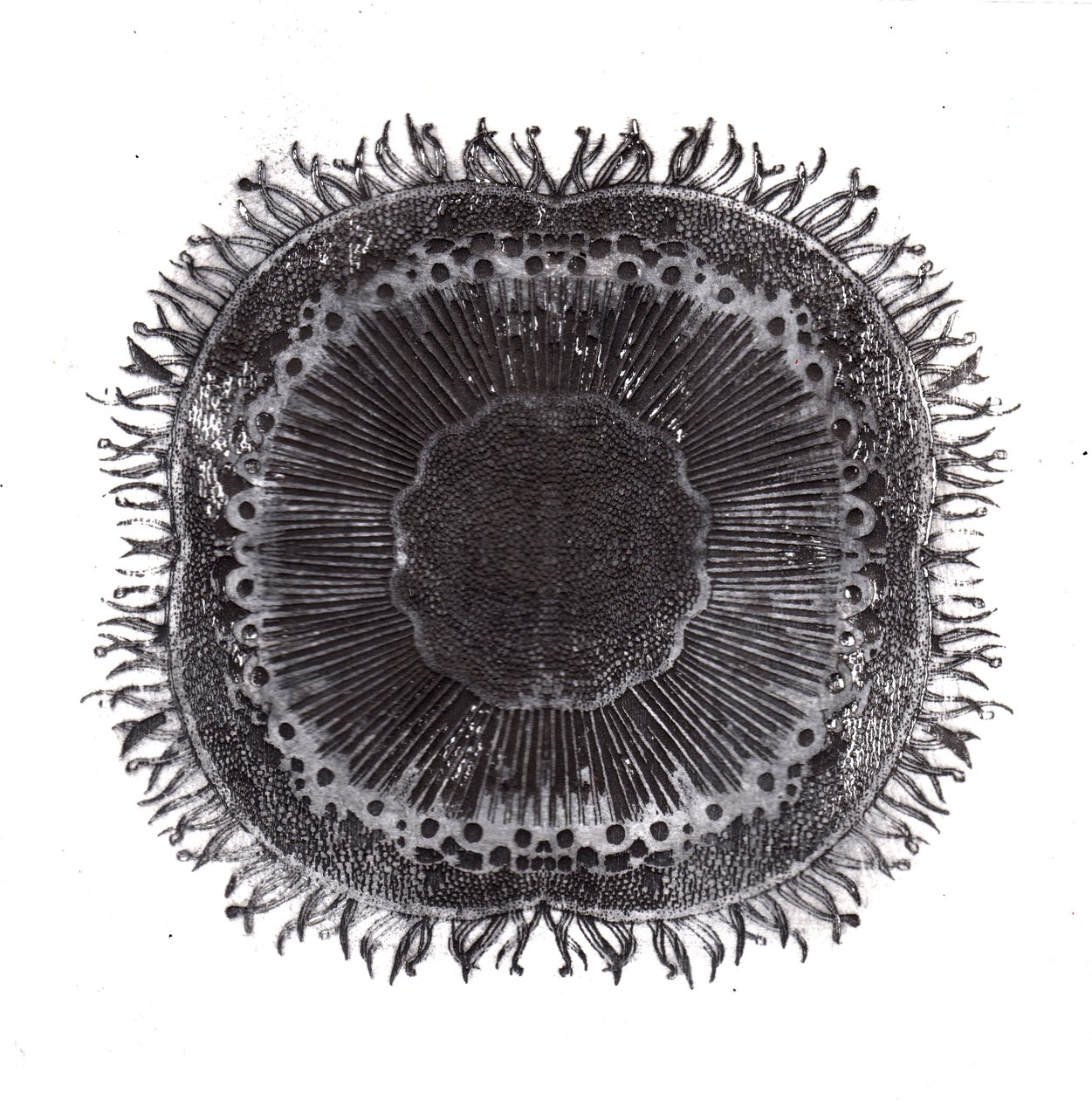 Células vegetais, 2019 (gravura de ponto seco) de Charlotte Orr