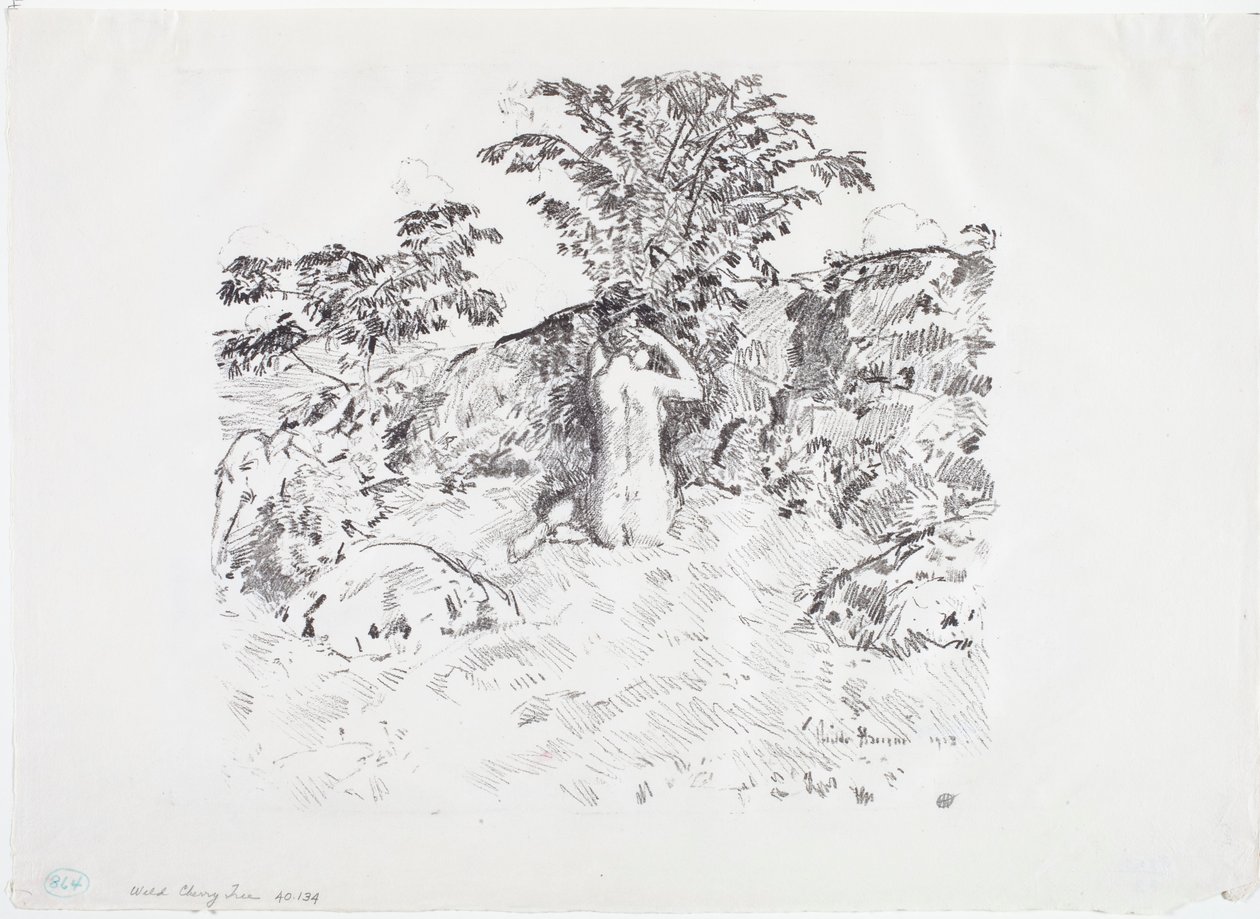 Cerejeira brava de Childe Frederick Hassam