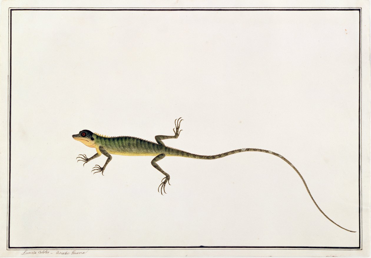 Guana Asiática, Lacerta Calotes, de Desenhos de Animais, Insetos e Répteis de Malaca, c.1805-18 (wc e guache sobre papel) de Chinese School