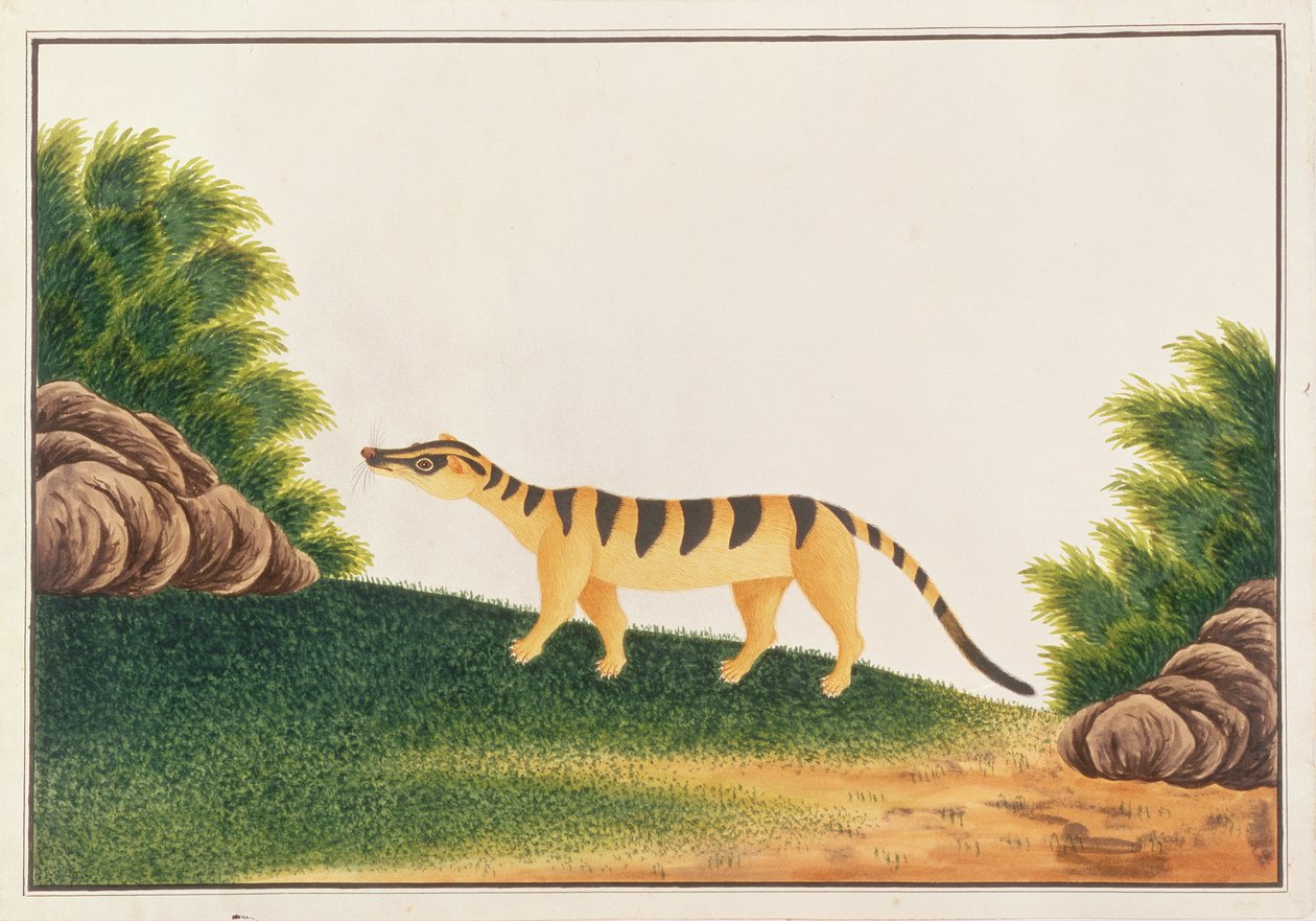 Bandeja de Civete, a partir de Desenhos de Animais, insetos e Répteis de Malaca, c.1805-18 (wc e guache sobre papel) de Chinese School