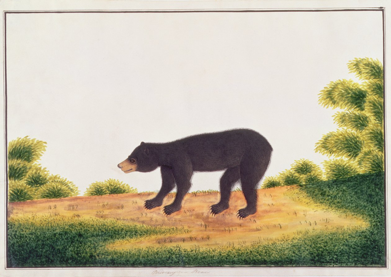 Urso, Broo-ang, de Desenhos de Animais, Insetos e Répteis de Malaca, c.1805-18 (wc e guache sobre papel) de Chinese School