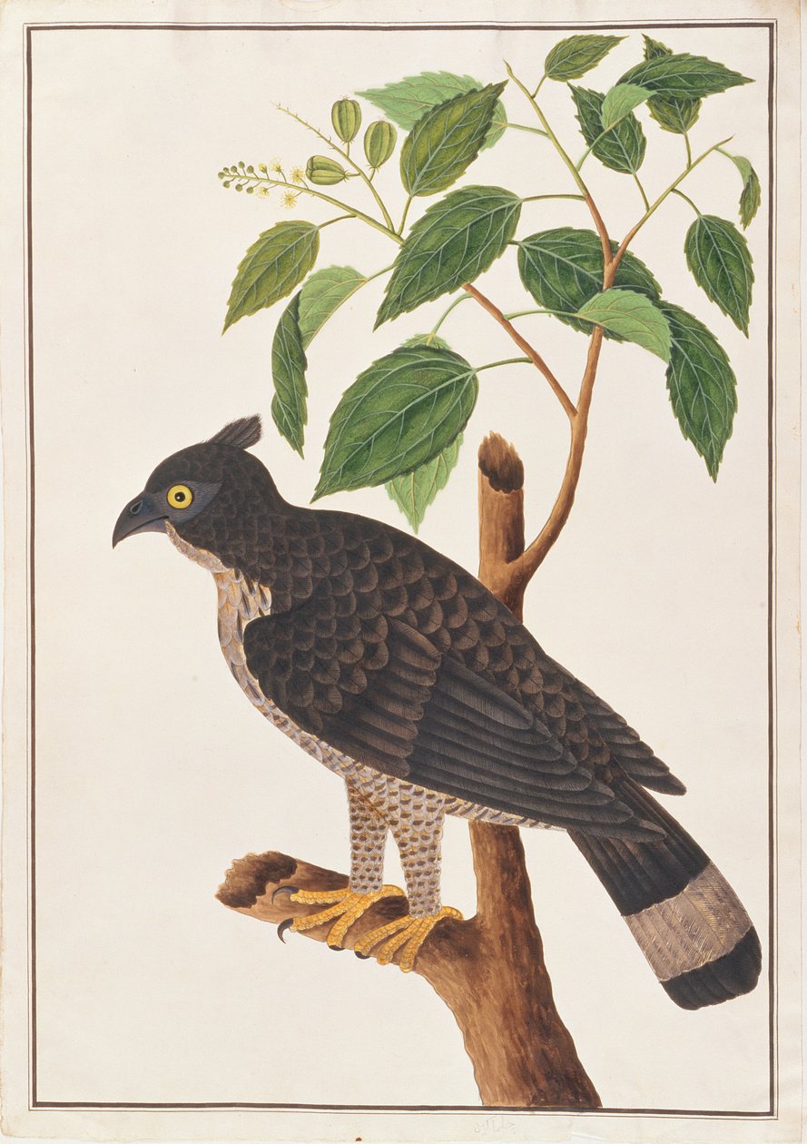 Blyths Hawk Eagle, de desenhos de aves de Malaca, c.1805-18 (wc no papel) de Chinese School