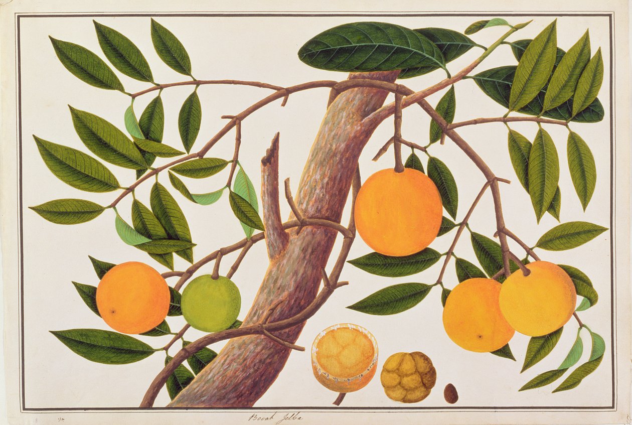 Booah Jebba, de Desenhos de Plantas de Malaca, c.1805-18 (wc no papel) de Chinese School