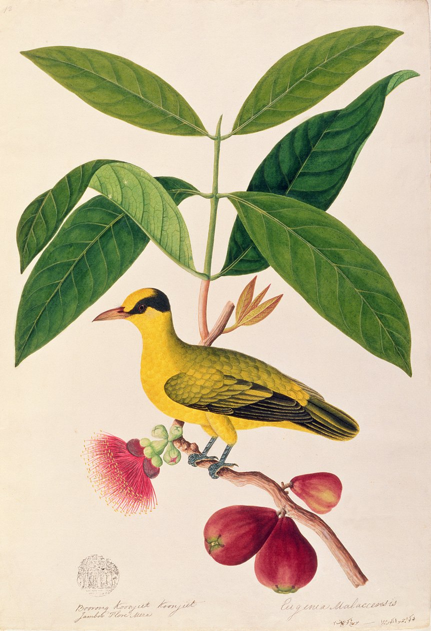 Boorong koonjiet koonjiet, Jambo Flore mera, de Desenhos de Aves de Malaca, c.1805-18 (wc no papel) de Chinese School