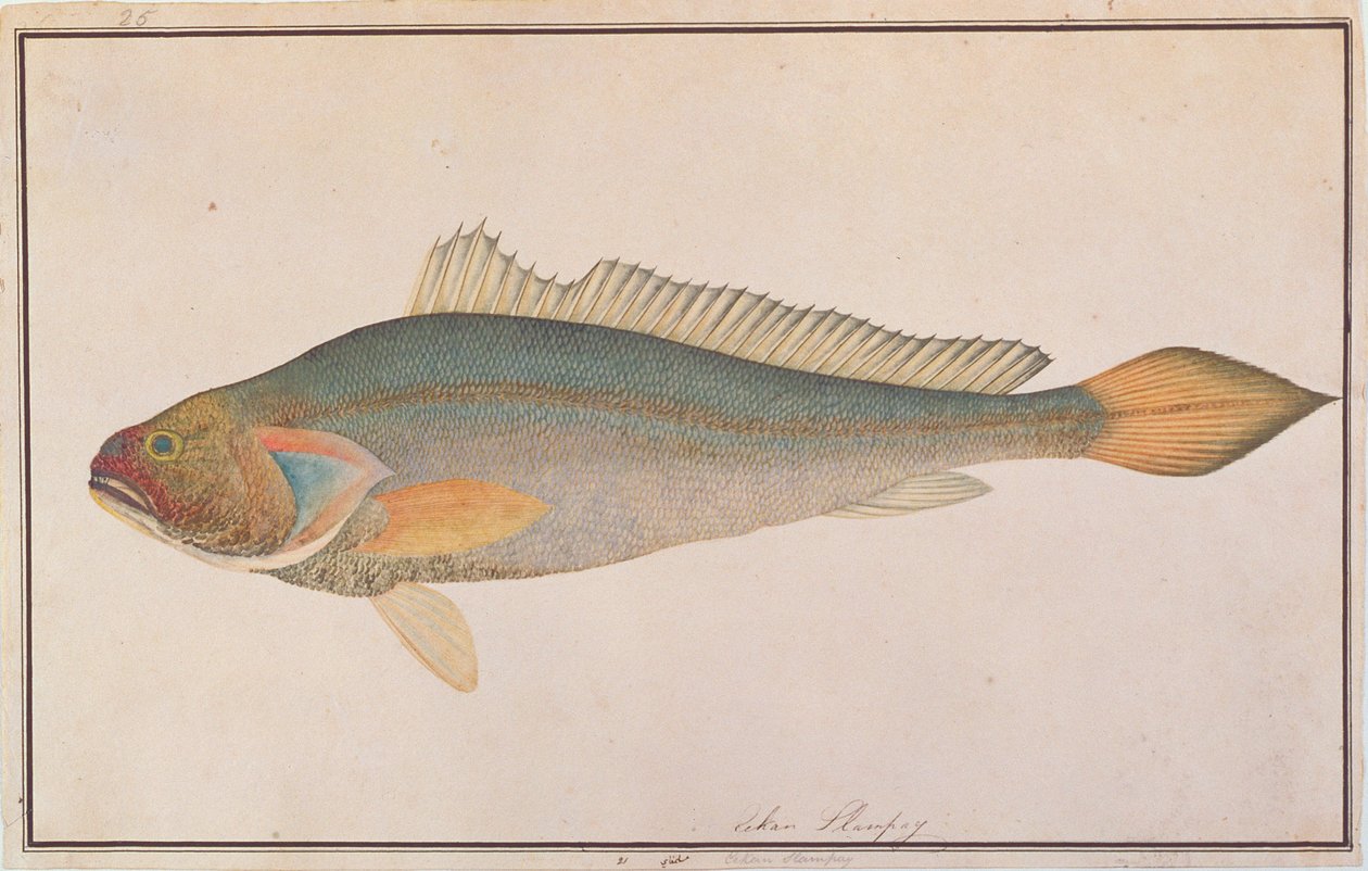 Croaker de bronze, de desenhos de peixes de Malaca, c.1805-18 (wc no papel) de Chinese School