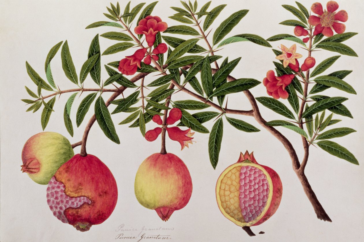 Bua Klitchie ou Caesalpinia bonduccella, de Desenhos de Plantas de Malaca, c.1805-18 (wc no papel) de Chinese School