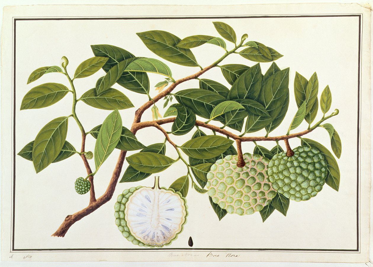 Bua Nora, de Desenhos de Plantas de Malaca, c.1805-18 (wc no papel) de Chinese School
