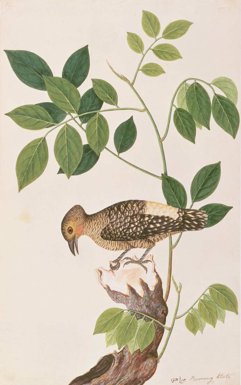 Pica-pau-de-bico-amarelo, de Desenhos de Pássaros de Malaca, c.1805-18 (wc on paper) de Chinese School