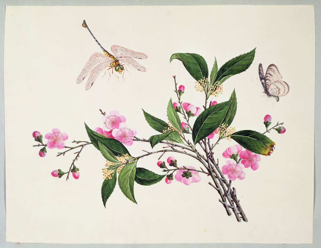 Libélula e borboleta da flor de cerejeira de Chinese School