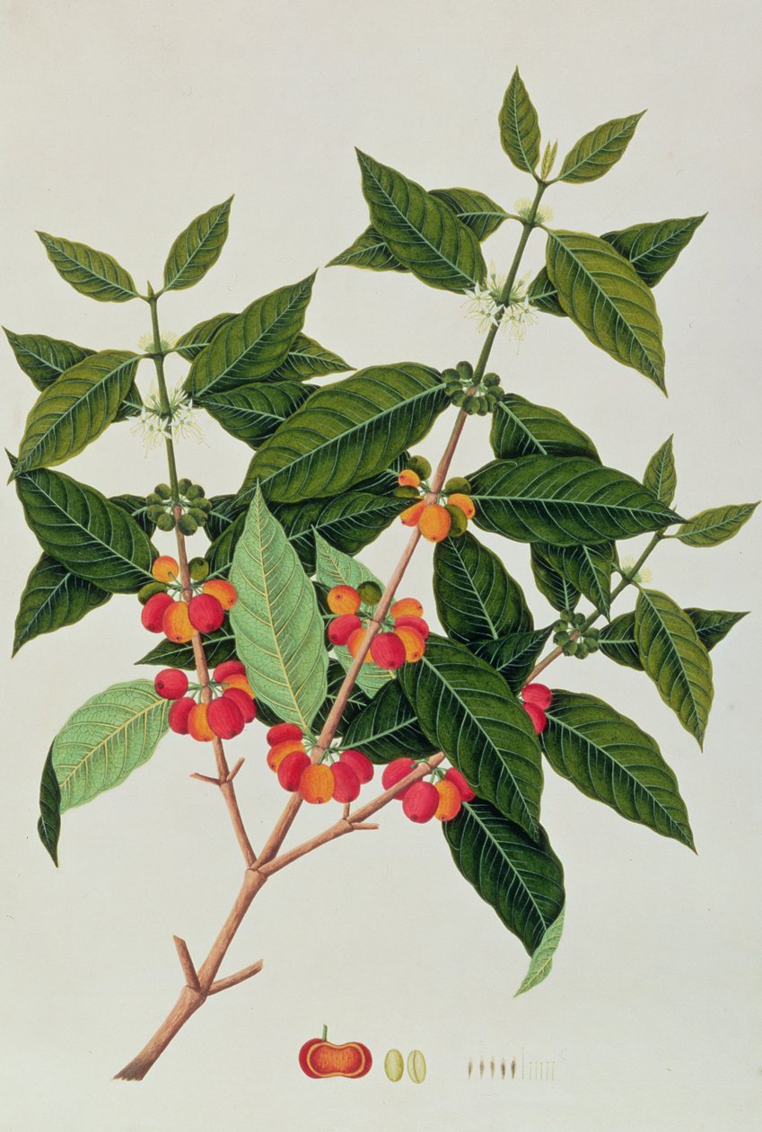 Café, de Desenhos de Plantas de Malaca, c.1805-18 (wc no papel) de Chinese School