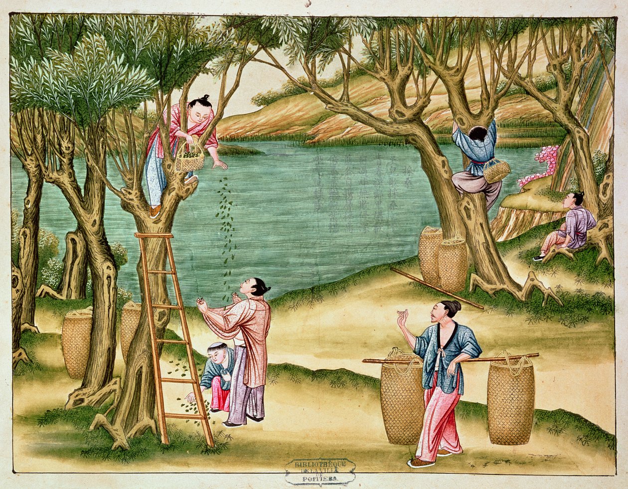 Coletando amoras, de um livro sobre a indústria da seda de Chinese School