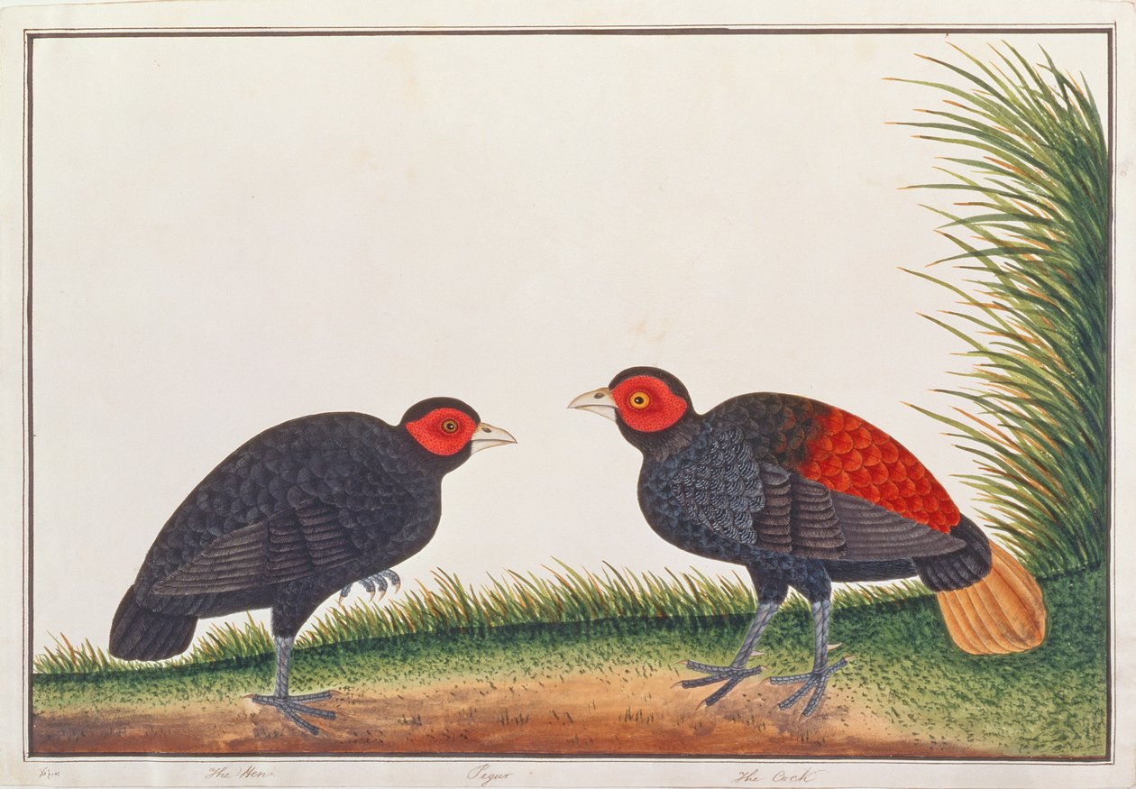 Fireback sem crista, de desenhos de pássaros de Malaca, c.1805-18 (wc no papel) de Chinese School