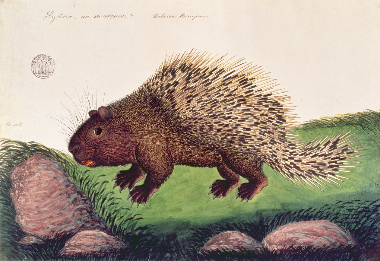Dammai Batoo, de Desenhos de Animais, Insetos e Répteis de Malaca, c.1805-18 (guache e wc sobre papel) de Chinese School