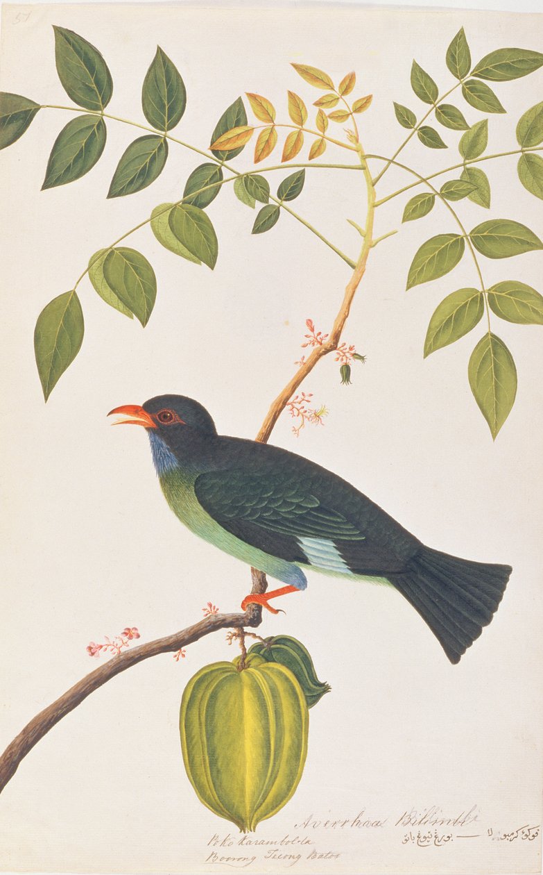 Dollarbird, de Desenhos de Pássaros de Malaca, c.1805-18 (wc no papel) de Chinese School
