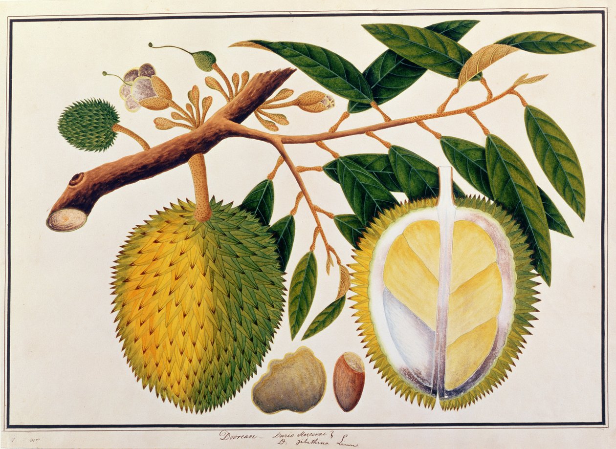 Doorean ou Durio Hercorae, de desenhos de plantas de Malaca, c.1805-18 (wc no papel) de Chinese School