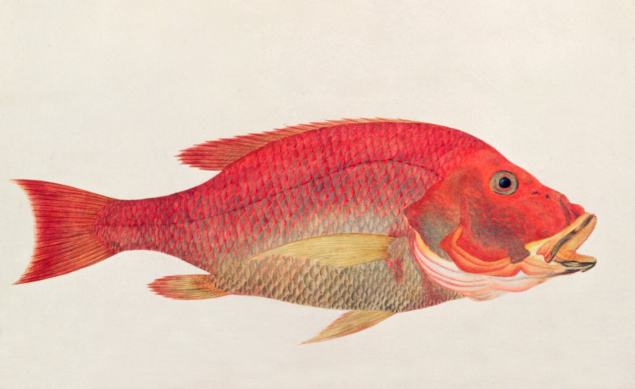 Eekan Bambangan, de Desenhos de Peixes de Malaca, c.1805-18 (wc no papel) de Chinese School
