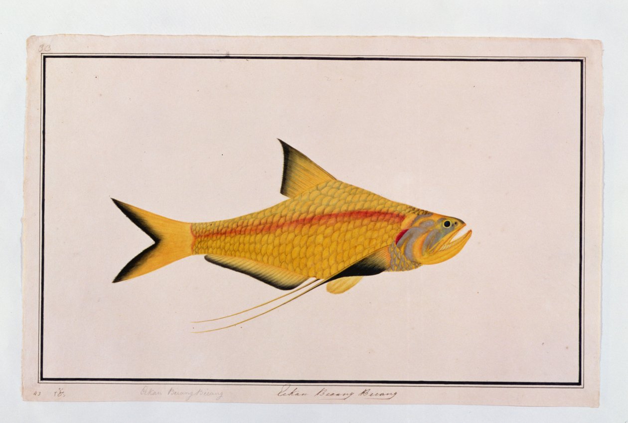 Imprensa Bieung Bieung, a partir de desenhos de peixes de Malaca, c.1805-18 (wc no papel) de Chinese School