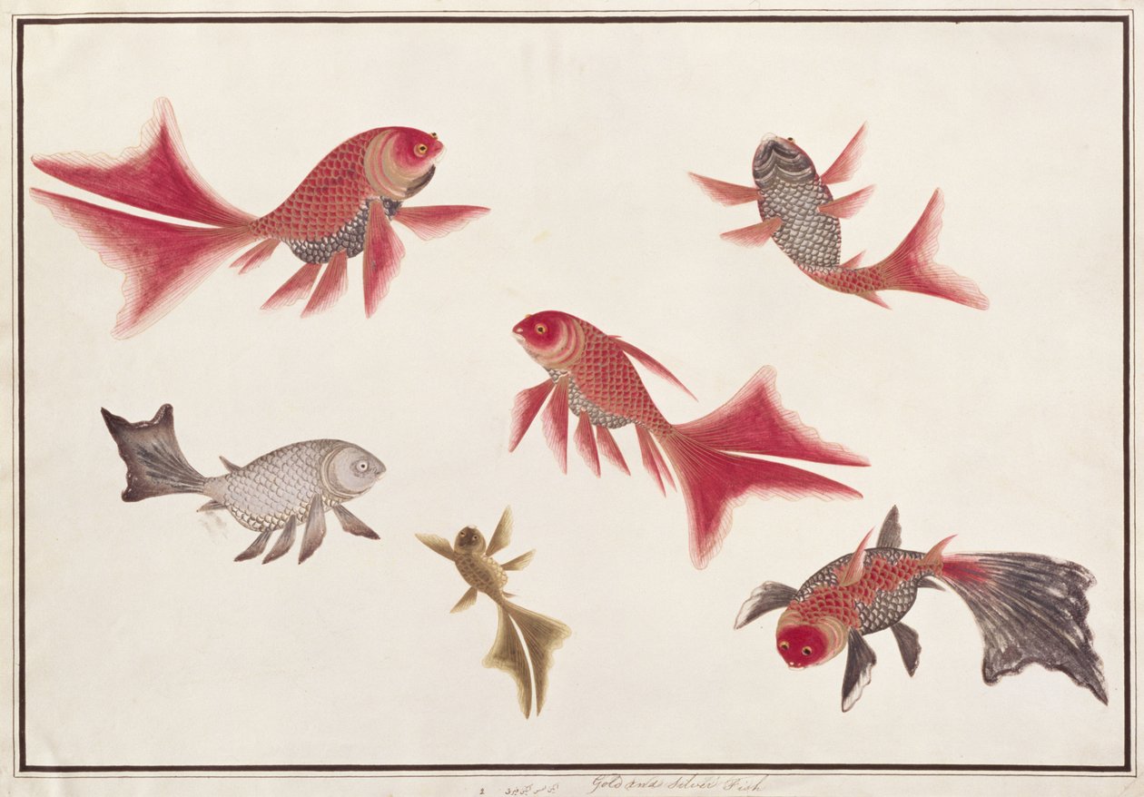 Peixe de Ouro e Prata, de Desenhos de Peixes de Malaca, c.1805-18 (wc no papel) de Chinese School