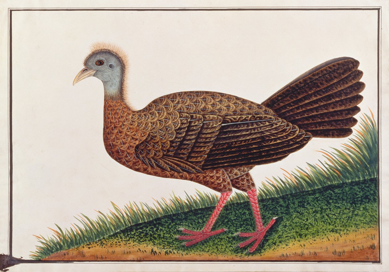 Grande Argus, de Desenhos de Pássaros de Malaca, c.1805-18 (wc no papel) de Chinese School
