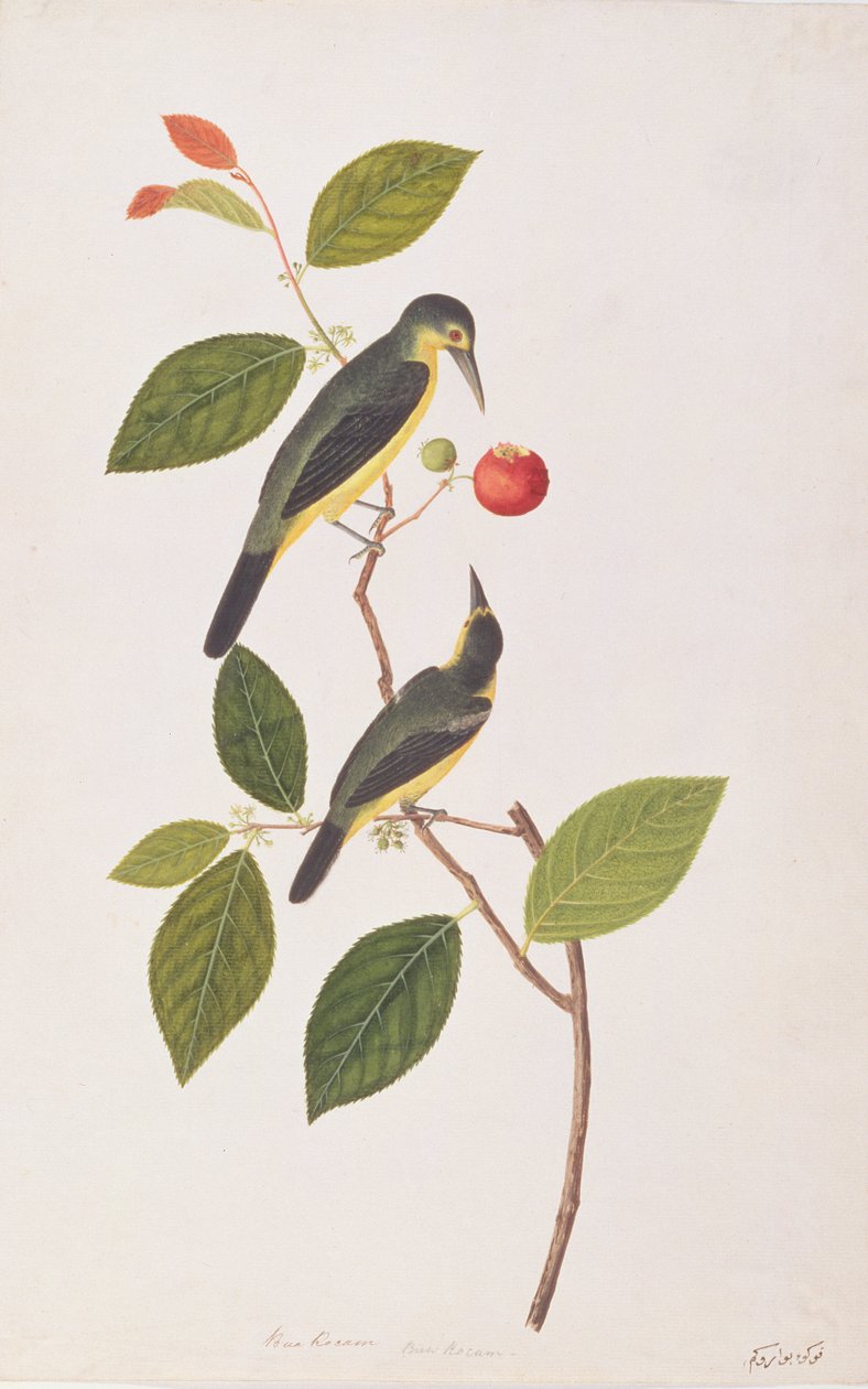 Grande Iora, de Desenhos de Pássaros de Malaca, c.1805-18 (wc no papel) de Chinese School