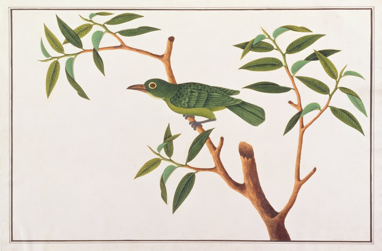 Greater Green Leafbird, de Desenhos de Pássaros de Malaca, c.1805-18 (wc no papel) de Chinese School