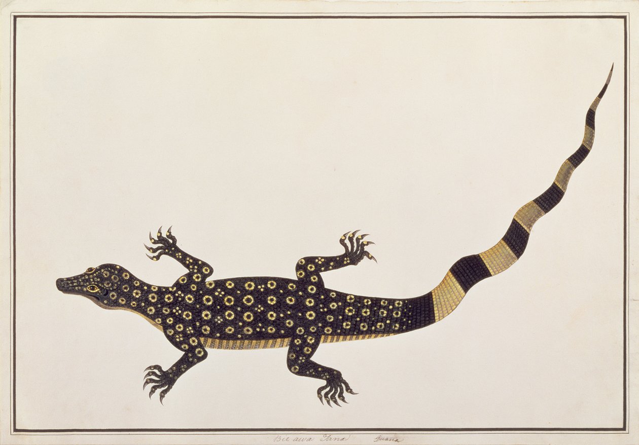 Guana, Bie awa Tana, de Desenhos de Animais, Insetos e Répteis de Malaca, c.1805-18 (wc e guache sobre papel) de Chinese School